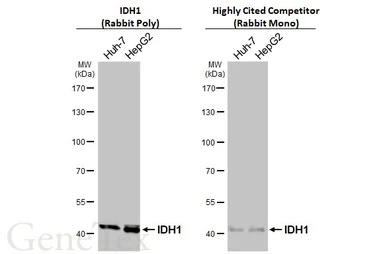 Anti-IDH1 antibody used in Western Blot (WB). GTX105179