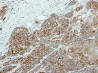 Anti-NR0B1 antibody used in IHC (Paraffin sections) (IHC-P). GTX105193