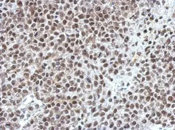 Anti-OCT1 antibody used in IHC (Paraffin sections) (IHC-P). GTX105202