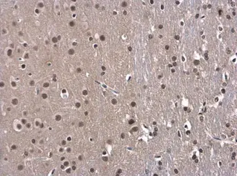 Anti-OCT1 antibody used in IHC (Paraffin sections) (IHC-P). GTX105202