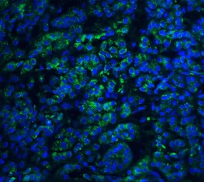 Anti-EndoG antibody used in IHC (Paraffin sections) (IHC-P). GTX10522