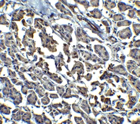 Anti-EndoG antibody used in IHC (Paraffin sections) (IHC-P). GTX10522