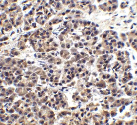 Anti-EndoG antibody used in IHC (Paraffin sections) (IHC-P). GTX10522