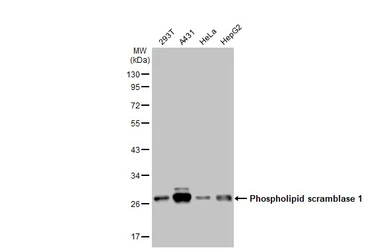 Anti-Phospholipid scramblase 1 antibody [N1C3] used in Western Blot (WB). GTX105225