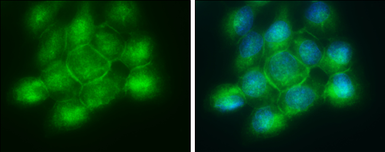 Anti-Phospholipid scramblase 1 antibody [N1C3] used in Immunocytochemistry/ Immunofluorescence (ICC/IF). GTX105225