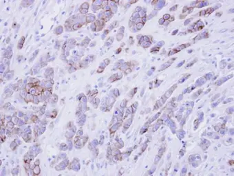 Anti-Phospholipid scramblase 1 antibody [N1C3] used in IHC (Paraffin sections) (IHC-P). GTX105225