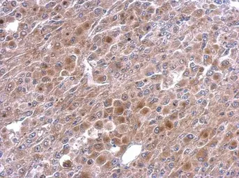 Anti-TNFAIP2 antibody [C1C3] used in IHC (Paraffin sections) (IHC-P). GTX105256