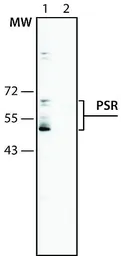 Anti-PSR antibody used in Western Blot (WB). GTX10526