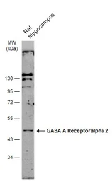 Anti-GABA A Receptor alpha 2 antibody [N1C2] used in Western Blot (WB). GTX105282