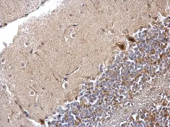 Anti-PPP1CB antibody used in IHC (Paraffin sections) (IHC-P). GTX105295