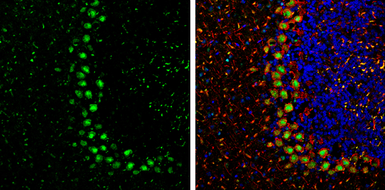 Anti-PPP1CB antibody used in IHC (Frozen sections) (IHC-Fr). GTX105295