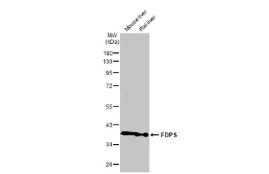 Anti-FDPS antibody [N1C3] used in Western Blot (WB). GTX105301