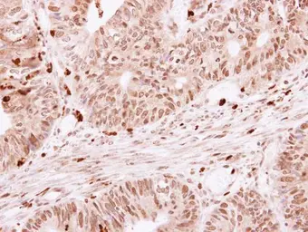 Anti-SKAP55 antibody used in IHC (Paraffin sections) (IHC-P). GTX105327