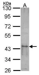 Anti-SKAP55 antibody used in Western Blot (WB). GTX105327