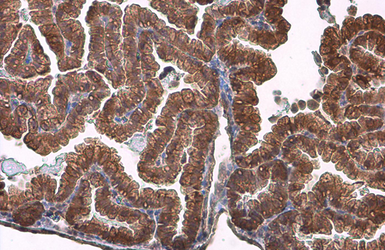 Anti-Activin Receptor Type IIB antibody [N1C1] used in IHC (Paraffin sections) (IHC-P). GTX105330