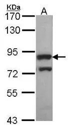 Anti-PWP2 antibody [N2C1], Internal used in Western Blot (WB). GTX105344
