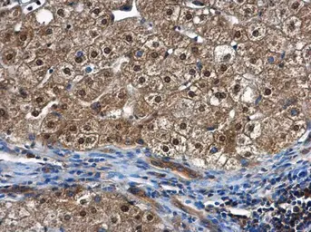 Anti-PSMC5 antibody used in IHC (Paraffin sections) (IHC-P). GTX105347