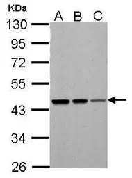 Anti-PSMC5 antibody used in Western Blot (WB). GTX105347