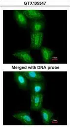 Anti-PSMC5 antibody used in Immunocytochemistry/ Immunofluorescence (ICC/IF). GTX105347