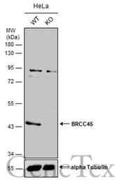 Anti-BRCC45 antibody used in Western Blot (WB). GTX105364