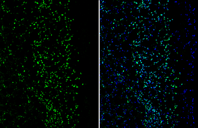 Anti-MEF2C antibody used in IHC (Frozen sections) (IHC-Fr). GTX105433