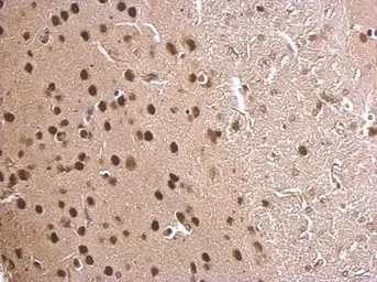 Anti-MEF2C antibody used in IHC (Paraffin sections) (IHC-P). GTX105433