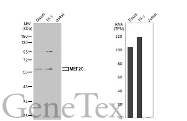 Anti-MEF2C antibody used in Western Blot (WB). GTX105433