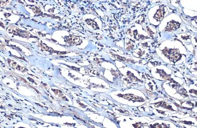 Anti-MEF2C antibody used in IHC (Paraffin sections) (IHC-P). GTX105433