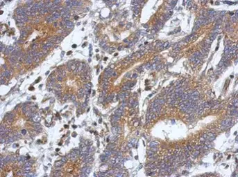 Anti-ATXN10 antibody used in IHC (Paraffin sections) (IHC-P). GTX105440