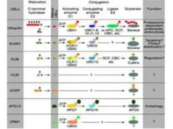 Anti-SKP1 antibody used in  (). GTX10546