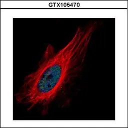 Anti-ZNF449 antibody used in Immunocytochemistry/ Immunofluorescence (ICC/IF). GTX105470