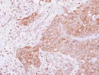Anti-GSPT1 antibody used in IHC (Paraffin sections) (IHC-P). GTX105475
