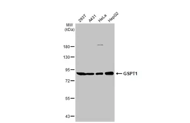 Anti-GSPT1 antibody used in Western Blot (WB). GTX105475