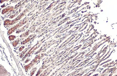 Anti-GSPT1 antibody used in IHC (Paraffin sections) (IHC-P). GTX105475