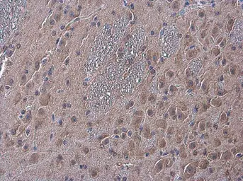Anti-NAGLU antibody used in IHC (Paraffin sections) (IHC-P). GTX105504