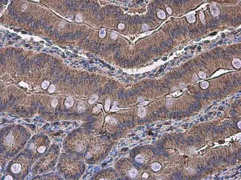 Anti-NAGLU antibody used in IHC (Paraffin sections) (IHC-P). GTX105504