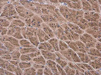 Anti-NAGLU antibody used in IHC (Paraffin sections) (IHC-P). GTX105504