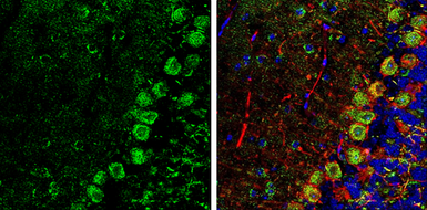 Anti-NAGLU antibody used in IHC (Frozen sections) (IHC-Fr). GTX105504