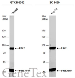 Anti-RSK2 antibody used in Western Blot (WB). GTX105543