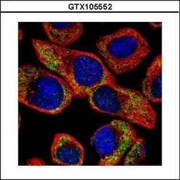 Anti-NCS1 antibody used in Immunocytochemistry/ Immunofluorescence (ICC/IF). GTX105552