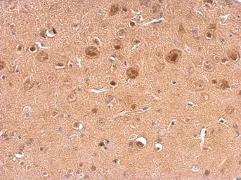Anti-NCS1 antibody used in IHC (Paraffin sections) (IHC-P). GTX105552