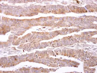 Anti-ILBP antibody used in IHC (Paraffin sections) (IHC-P). GTX105556