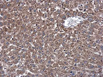 Anti-DNAJB11 antibody used in IHC (Paraffin sections) (IHC-P). GTX105619