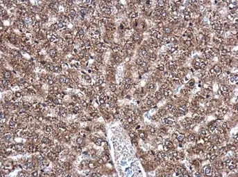Anti-DNAJB11 antibody used in IHC (Paraffin sections) (IHC-P). GTX105619