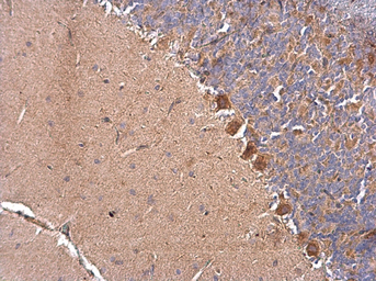 Anti-DNAJB11 antibody used in IHC (Paraffin sections) (IHC-P). GTX105619