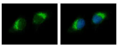 Anti-Ribonuclease A antibody used in Immunocytochemistry/ Immunofluorescence (ICC/IF). GTX105623