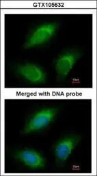 Anti-RGL2 antibody [N1N3] used in Immunocytochemistry/ Immunofluorescence (ICC/IF). GTX105632
