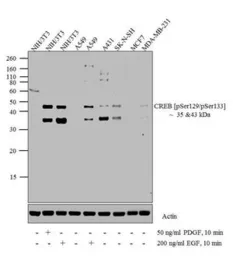 Anti-CREB (phospho Ser129/Ser133) antibody used in Western Blot (WB). GTX10564