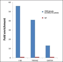 Anti-CREB (phospho Ser129/Ser133) antibody used in ChIP assay (ChIP assay). GTX10564