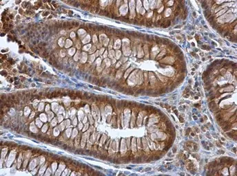 Anti-Selenoprotein P antibody used in IHC (Paraffin sections) (IHC-P). GTX105647
